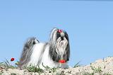 SHIH TZU 002